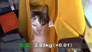 【生後309日】きょうの仔猫【蒼民家の猫々】