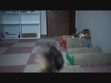 【#334】 膝の上は満員御礼　【猫万歳】