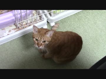 拾いねこ＠生後965/932日目　せっかくの濃厚ならぶしーんがー。