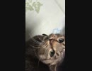 かわいいニャンコ　１.mp4