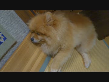 （走ってる？）夢見るポメラニアン（ただ寝てるだけ）