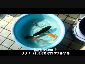 ブラック様成長記録