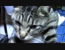 【生後310日】きょうの仔猫【蒼民家の猫々】