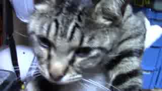 【生後310日】きょうの仔猫【蒼民家の猫々】