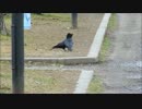 ハシブトガラスの蹴り