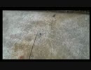 2.23こめ師メバル探しx264.aac.mp4