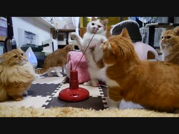 【マンチカンズ】うちの猫の反射神経が可哀想