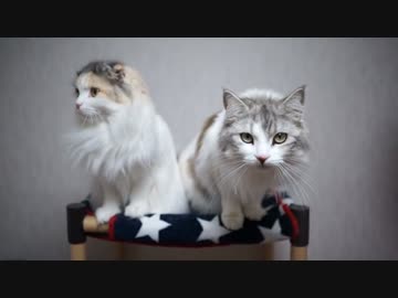 【#335】 ぐるぐる回る　【猫万歳】