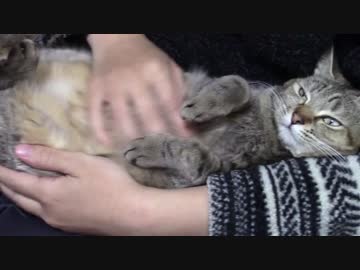 拾いねこ＠生後966/933日目　気付けば連休が終わっていた