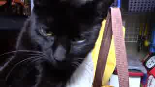 【生後311日】きょうの仔猫【蒼民家の猫々】