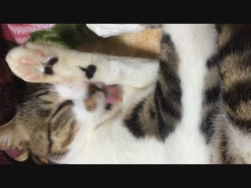起きそうで起きない猫