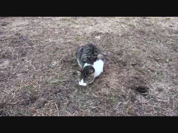 公園の子猫たち、ドタバタラブコメの風景を繰り広げる