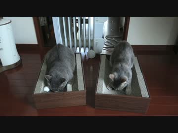 【モアクリ】 ばりょばりょ大会