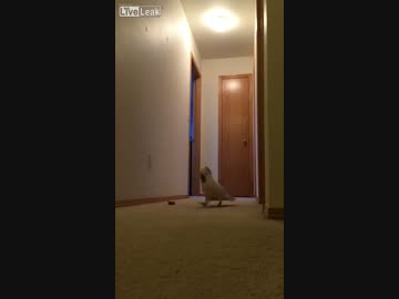 【動物】 オウムが廊下を叫びながら飼い主を探して走る
