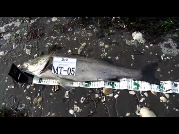 クルマで釣りに行こう♪　part 24 【シーバス】