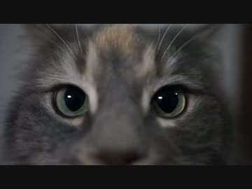 【#336】 ピヨピヨおもちゃ　【猫万歳】