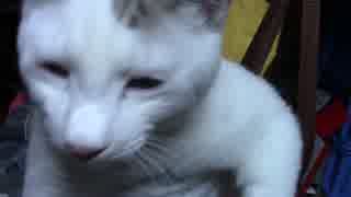 【生後312日】きょうの仔猫【蒼民家の猫々】