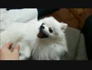 衝撃！獰猛？お腹見せてジャレているだけのポメラニアン13ヶ月♂