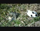 崖で太陽を浴びる冬の猫たち