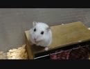 外に出たすぎるハムスター