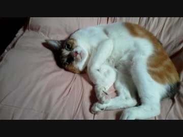 ﾌｧｧ(´O｀)⇒( ˘ω˘ ) ｽﾔｧ…⇒(-ω･)ﾁﾗ...