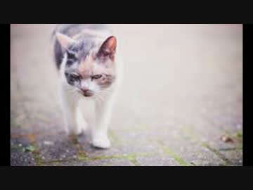 怒ってる猫たち