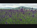 【作業用BGM】 ラベンダー 【オリジナル】