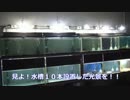 【水槽台購入】水槽１０本設置してみた・その４【シリーズ最終話】