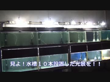 【水槽台購入】水槽１０本設置してみた・その４【シリーズ最終話】