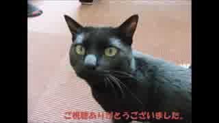 黒猫に新しい玩具をあげてみた。