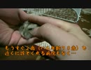 ハムスターが骨折してました