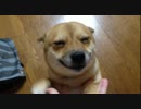 【豆柴】柴犬が笑顔【よもぎ】
