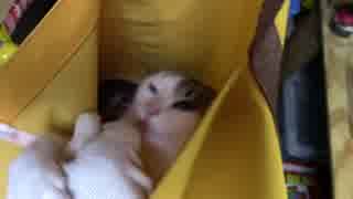 【生後313日】きょうの仔猫【蒼民家の猫々】