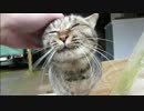 とある田舎の猫事情　～若キジ＆白黒猫、庭を占拠する～