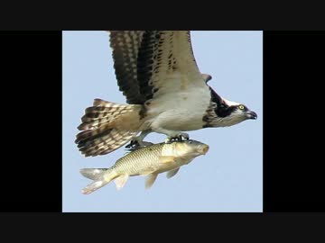 動物のシュールな画像【静止画】
