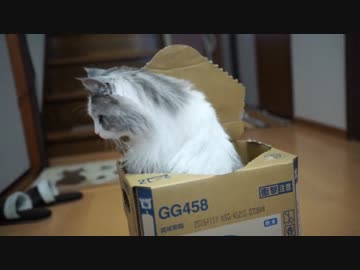 【#338】 のん太の毛が乾くまで。　【猫万歳】