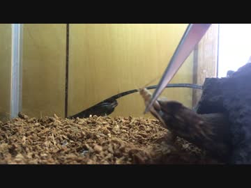 【コオロギ注意】コオロギを食べるアルマジロトカゲ