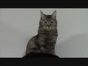 拾いねこ＠生後969/936日目　猫タワーてっぺんでたたずむ月音さん