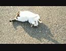 ミニサバシロmeetsパンダ猫