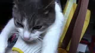 【生後314日】きょうの仔猫【蒼民家の猫々】