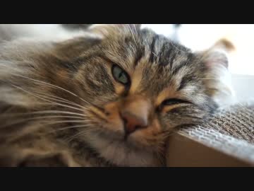 【#339】 寛ぎの時間　【猫万歳】