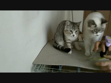 【シロとトラ】抜け毛が凄いのでファーミネーターを使ってみた