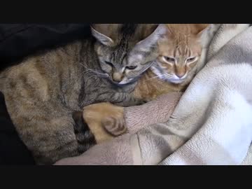 拾いねこ＠生後970/937日目　いつもらぶらぶでうらやまｃ