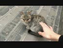 小さなお猫さまと接触を試みるの巻