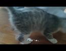 実家の車庫で保護した子猫　おそうじくーにゃん(トラ)