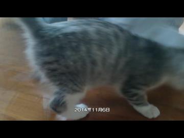 実家の車庫で保護した子猫　おそうじくーにゃん(トラ)