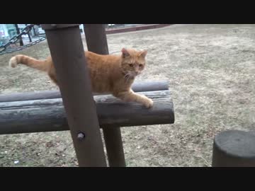 人懐こい茶トラ猫、別猫ファミリーの公園に遊びに行く