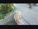 茶トラと移動する。