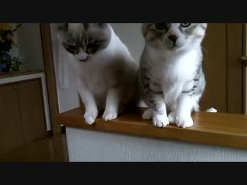 【シロとトラ】シロ、トラと遊んだ後はぐったり