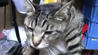 【生後315日】きょうの仔猫【蒼民家の猫々】